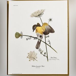 Ray Harm Pencil Signed Yellow Breasted Chat Print 12x15 Vintage 1973 Nature Art